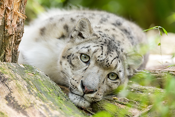 Image showing cat snow leopard - Irbis, Uncia uncia