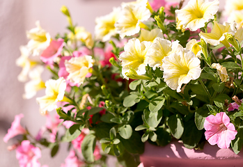 Image showing yellow flower Petunia Surfinia Vein