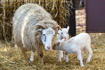 Image showing Sheep with lamb, easter symbol