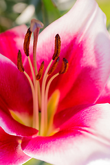 Image showing beautiful lily flower in bloom