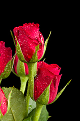 Image showing bouquet fresh red roses