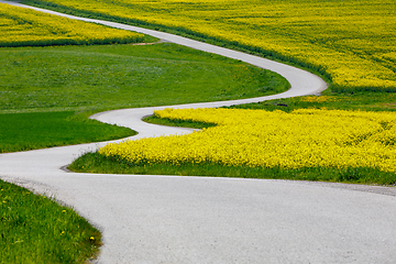 Image showing Beautiful rape field spring rural landscape