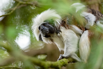 Image showing tamarin family with small baby
