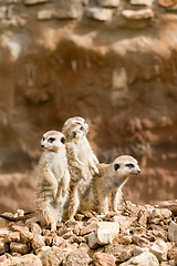 Image showing family of meerkat or suricate