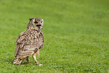 Image showing Eurasian Eagle Owl (Bubo bubo)
