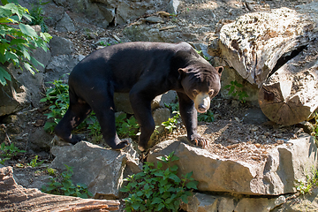 Image showing Malaysian bear (Helarctos malayanus)