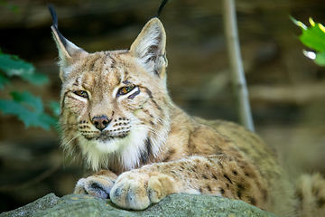 Image showing portrait of Lynx female