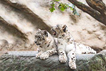 Image showing cat snow leopard - Irbis, Uncia uncia