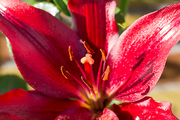Image showing beautiful lily flower in bloom