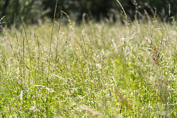 Image showing sunny wildflower meadow