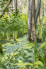 Image showing sunny wetland scenery