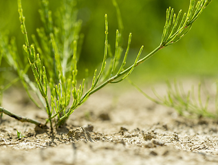 Image showing low angle vegetation closeup