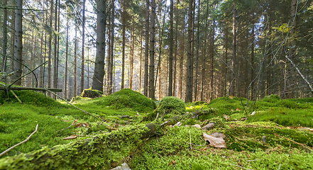 Image showing idyllic forest scenery