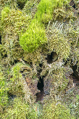 Image showing ground cover vegetation