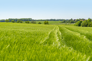 Image showing rural springtime scenery