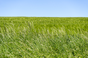 Image showing sunny grassland scenery