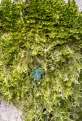 Image showing green moss and ivy leaf