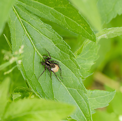 Image showing wolf spider with egg sac