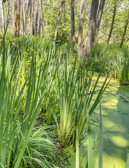 Image showing sunny wetland scenery