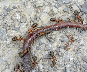 Image showing ants and earthworm