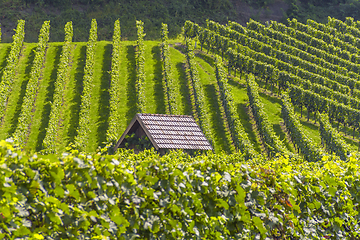 Image showing sunny vineyard scenery