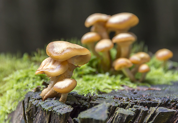 Image showing lots of mushrooms