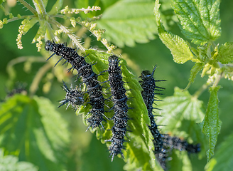 Image showing european peacock caterpillars