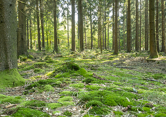 Image showing idyllic forest scenery