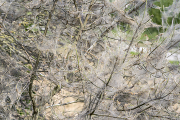 Image showing ermine moth web