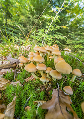 Image showing lots of mushrooms