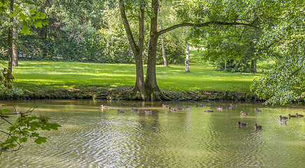 Image showing Wild ducks swimming in a pond