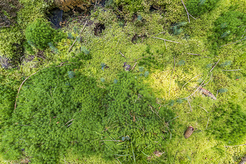 Image showing ground cover vegetation