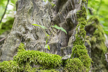 Image showing vegetation on tree bark