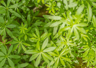 Image showing dense vegetation closeup