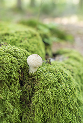 Image showing puffball mushroom
