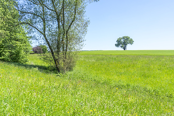 Image showing idyllic spring time scenery