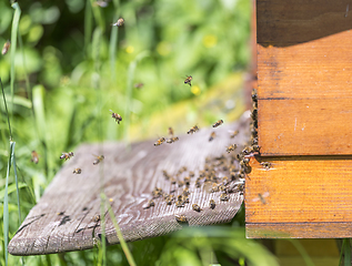 Image showing Beehive and bees