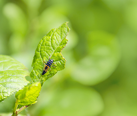 Image showing larva of a Ladybug