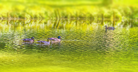 Image showing Wild ducks swimming in a pond