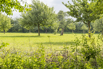 Image showing sunny woodside scenery