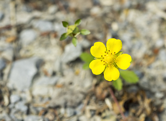 Image showing yellow flowers in natural ambiance