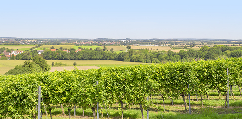 Image showing winegrowing scenery in Hohenlohe