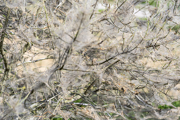 Image showing ermine moth web