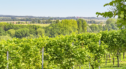 Image showing winegrowing scenery in Hohenlohe