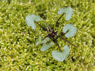 Image showing small plant in mossy ambiance