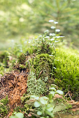 Image showing ground cover vegetation