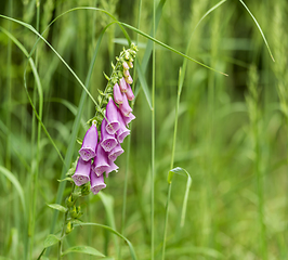 Image showing common foxglove flowers