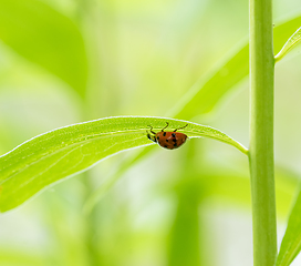 Image showing ladybug under a green leaf