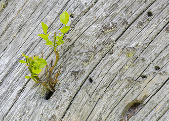 Image showing vegetation on wood