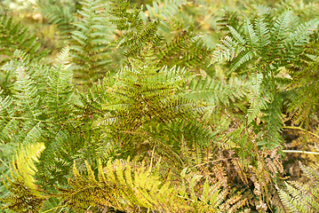 Image showing colorful fern fronds